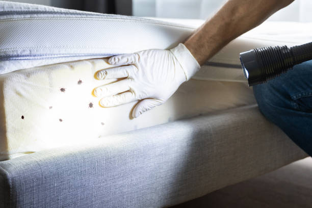 Best Flea Control Services  in Mdleton, ID