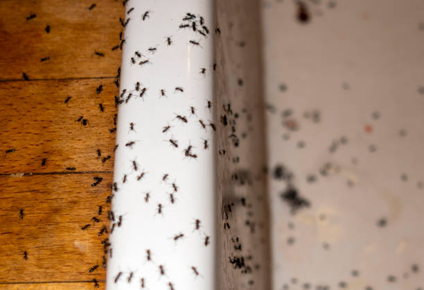 Best Pest Prevention Services  in Mdleton, ID