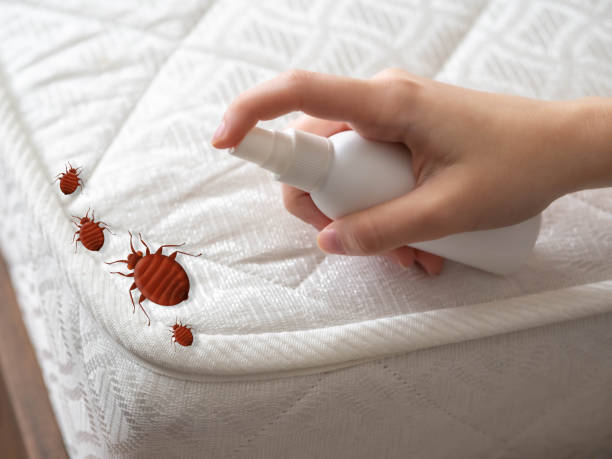 Best Ant Control Services  in Mdleton, ID
